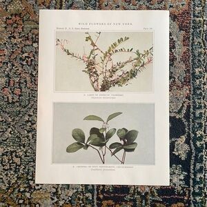 🌹 20 for $20 Antique Botanical Plant Print Original over 100 years old Vintage
